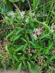 Ardisia compressa