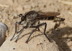 Triorla interrupta