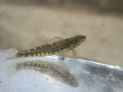 Etheostoma zonale
