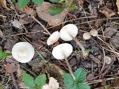 Mycena zephirus