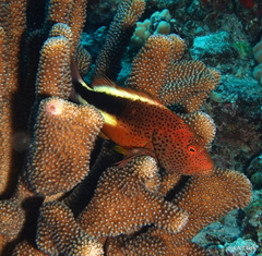 Paracirrhites forsteri