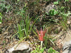 Bromelia reversacantha