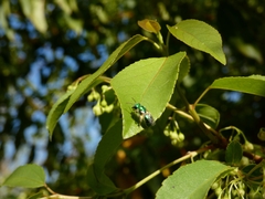 Callistochlora chloris