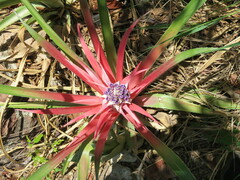 Bromelia reversacantha