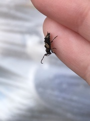 Pogonocherus hispidus