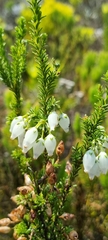 Erica physodes