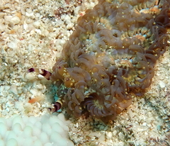 Pteraeolidia semperi