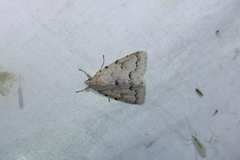Acronicta innotata