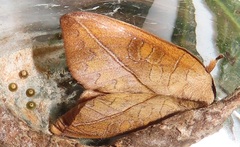 Peratodonta