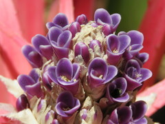 Bromelia reversacantha
