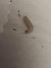 Plodia interpunctella