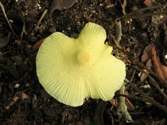Leucocoprinus birnbaumii image