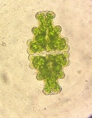 Euastrum humerosum