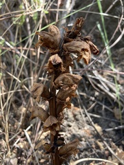 Orobanche caryophyllacea