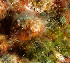 Hydrozoa