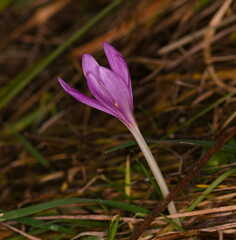 Colchicum