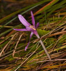 Colchicum