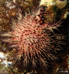 Acanthaster planci