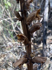 Orobanche caryophyllacea