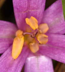 Colchicum