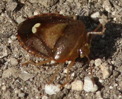 Ascra bifida