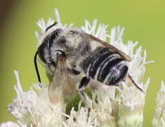 Litomegachile
