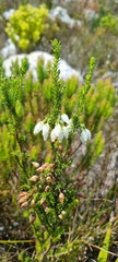 Erica physodes