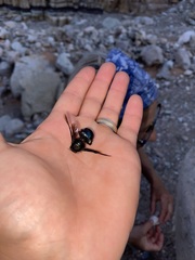Xylocopa californica arizonensis