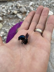 Xylocopa californica arizonensis