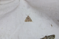 Macrochilo absorptalis