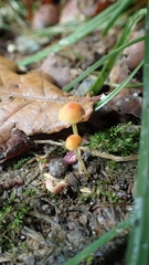 Mycena acicula