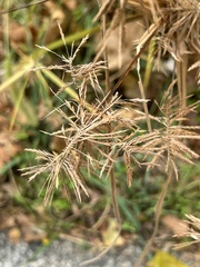 Cyperus polystachyos