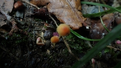 Mycena acicula