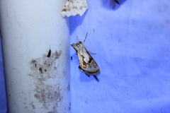 Chrysanympha formosa