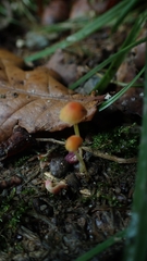 Mycena acicula