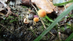 Mycena acicula
