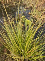 Carex kelloggii