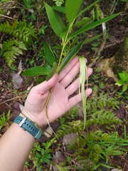 Wikstroemia