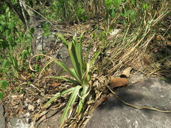 Bromelia reversacantha