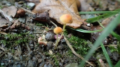 Mycena acicula