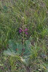 Verbascum phoeniceum