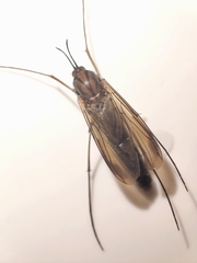 Keroplatus testaceus