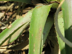 Bromelia reversacantha