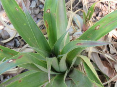 Bromelia reversacantha