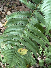 Dryopteris goldieana