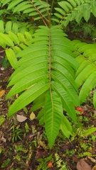 Rhus taitensis