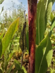 Brachynemurus versutus