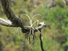 Tillandsia streptocarpa