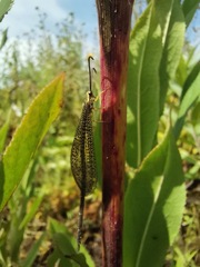 Brachynemurus versutus