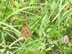 Junonia almana javana